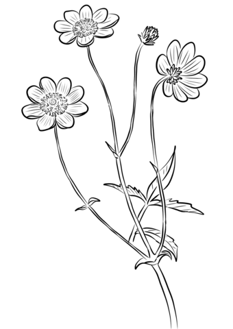 Cosmos Scabiosoides Coloring Page